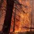 В Иране проведены первые учения по тушению лесных пожаров