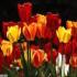 В Иране организован десятидневный Фестиваль тюльпанов