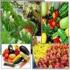 Провинция Хузестан занимает в Иране первое место по производству овощных и бахчевых культур