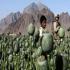 Неэффективная борьба НАТО с контрабандой наркотиков в Афганистане