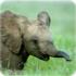 Как укротители слонов добиваются их покорности?