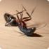 Как можно заставить муравьёв считать своего живого сородича мёртвым?