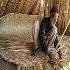 Плетение циновка (Бурия бафи)