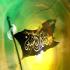 Исторические условия и революционные методы борьбы Имама Хусейна (да будет мир с ним!) (часть 1)