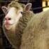 В Иране клонировали еще одну овцу