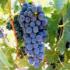Иран занимает 7-ое место в мире по производству винограда