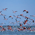Фотоальбом: перелетные птицы в районе Мианкала (сев. Иран)