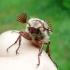 8 интересных фактов о насекомых