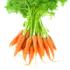 Морковь – как лекарственное растение