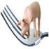 О вреде употребления свинины