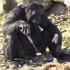 Шимпанзе умеет готовить еду