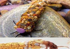 حشره اي به نام  Caddisfly