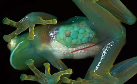 قورباغه شيشه اي