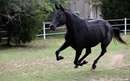 اسب سیاه در حال دویدن