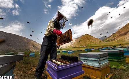 زنبور داری در پارک ملی لار