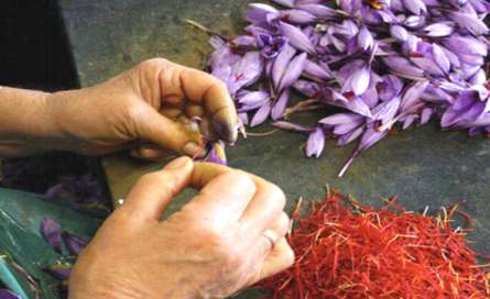 زعفران