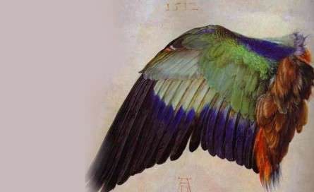 نقاشی از بال پرنده رولر هندی
