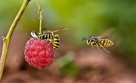 زندگی زیبای زنبورهای بی عسل