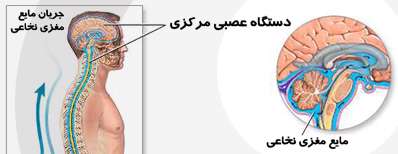 مایع مغزی نخاعی چیست؟