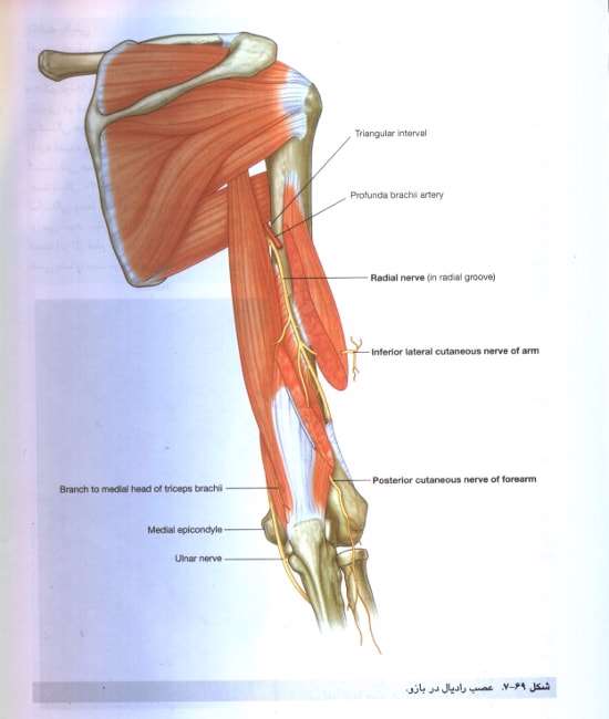 عصب در عضله بازو