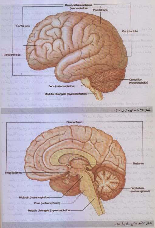 عکس دماغ