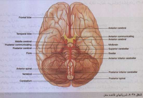 عکس دماغ (مغز) به همراه شريانات