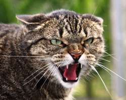 صدای گربه عصبانی