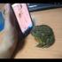 С лягушкой шутки плохи 
