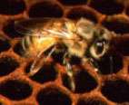 من أسرار عالم النحل