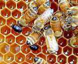 وحي الله إلى النحل آية قرآنية وحقيقة علمية