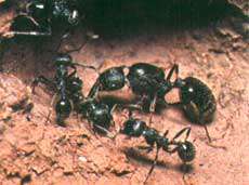 چطور مورچه ها راه لانه شان را پیدا می کنند؟