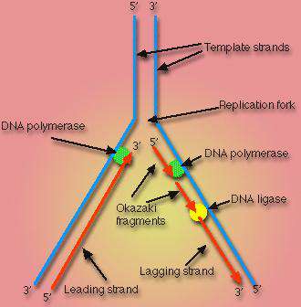 نسخه برداری از dna