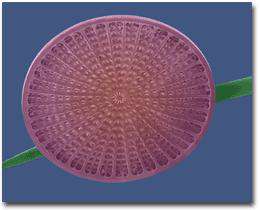 چند مثال از یوکاریوت ها