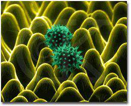 چند مثال از یوکاریوت ها