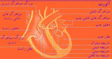 گام پایانی: درون قلب