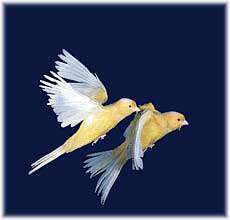 آواز پرندگان