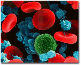 چند مثال از یوکاریوت ها