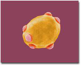 چند مثال از یوکاریوت ها