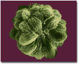 چند مثال از یوکاریوت ها