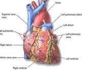 picture of the heart