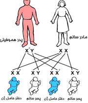 کروموزوم ها در هموفیلی