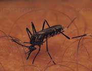 پشه آنوفل و انتقال بیماری مالاریا