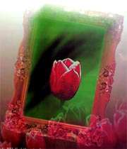 شهید