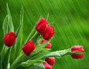 گل لاله ، باران ، طبیعت