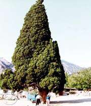 Harzevil-Cypress
