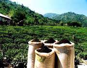 Harvest of Tea Plant, Lahijan