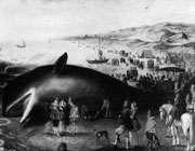 تاریخچه خودکشی نهنگ ها و دلفین ها