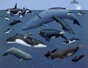 انواع نهنگ ها و دلفین ها 