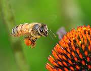 زنبور عسل در کنار گل