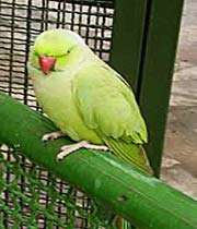 зелёный папугай